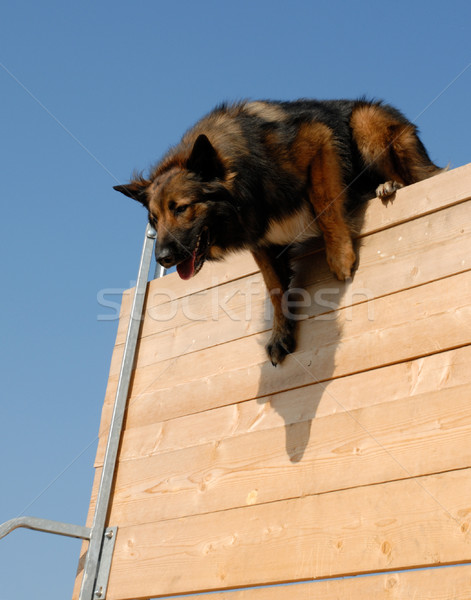 sportive belgian shepherd Stock photo © cynoclub