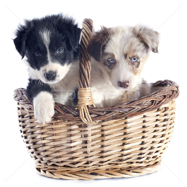 Filhotes de cachorro border collie retrato cesta branco azul Foto stock © cynoclub