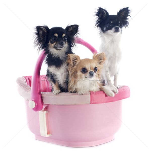 chihuahuas in cosy Stock photo © cynoclub