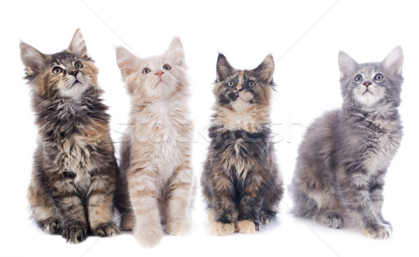 maine coon kitten Stock photo © cynoclub