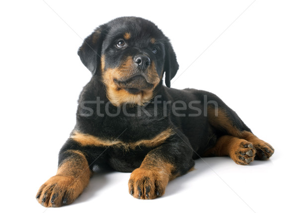 puppy rottweiler Stock photo © cynoclub