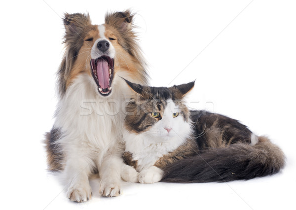 Stock photo: shetland dog ans maine coon cat