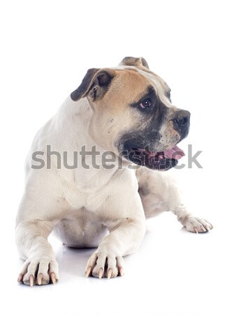 young pug Stock photo © cynoclub