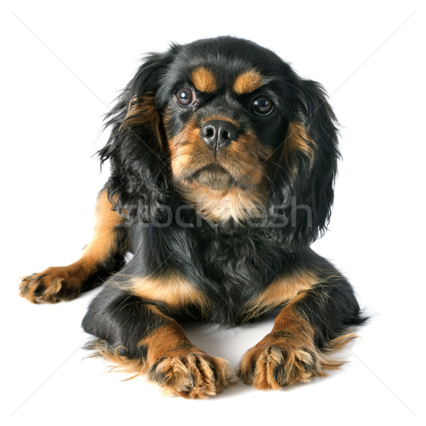 puppy cavalier king charles Stock photo © cynoclub