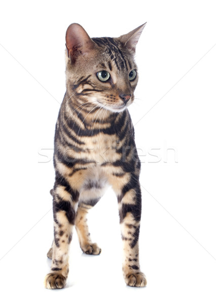 bengal cat Stock photo © cynoclub