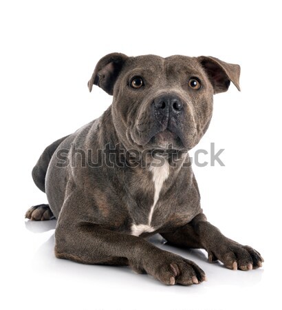 Italiano mastim branco cão estúdio masculino Foto stock © cynoclub