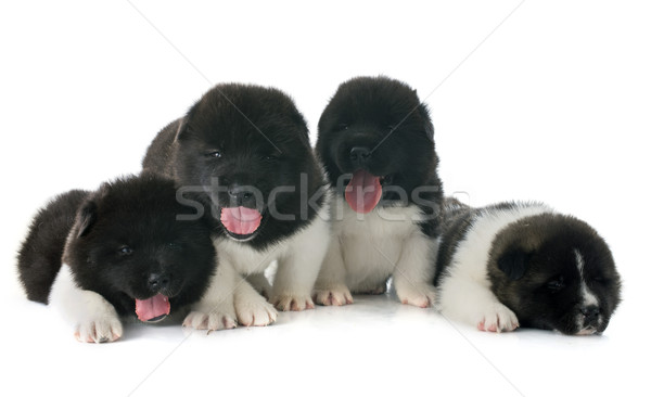 puppies american akita Stock photo © cynoclub