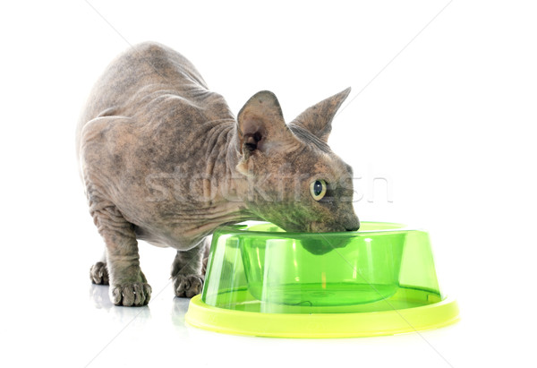 Jedzenie sfinks bezwłosy kot biały żywności Zdjęcia stock © cynoclub