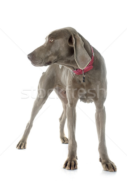 Weimaraner Stock photo © cynoclub