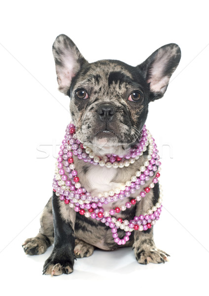 puppy french bulldog Stock photo © cynoclub