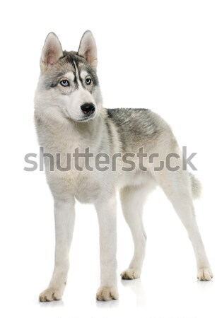 Gris Husky Blanche Chien Yeux Bleu Photo Stock