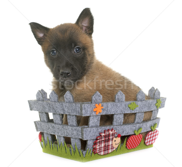 puppy belgian shepherd malinois Stock photo © cynoclub