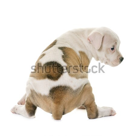 Cucciolo american bulldog bianco seduta pet bulldog Foto d'archivio © cynoclub