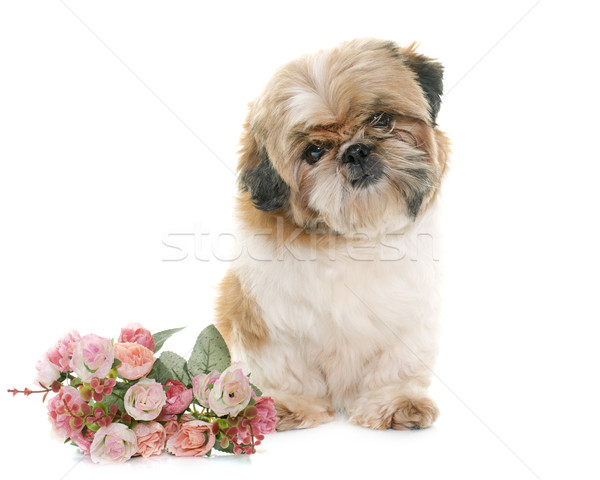 female shih tzu  Stock photo © cynoclub