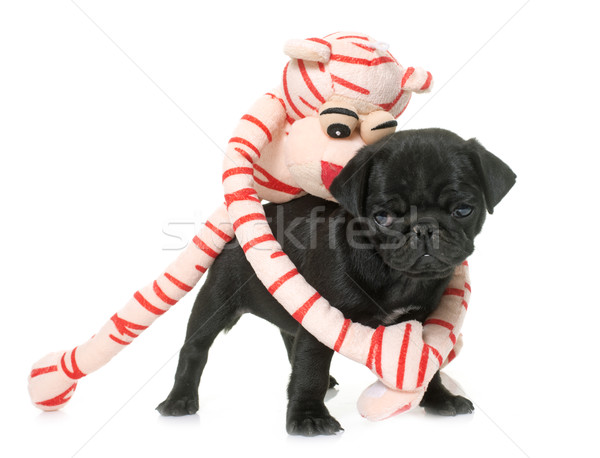 Stock photo: puppy black pug and toy