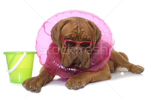 Jóvenes blanco verano animales gafas de sol Foto stock © cynoclub