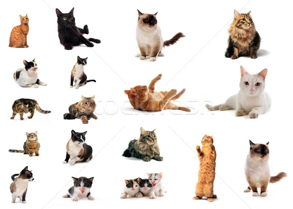 Gruppe Katzen Katze weiß Tier Kätzchen Stock foto © cynoclub
