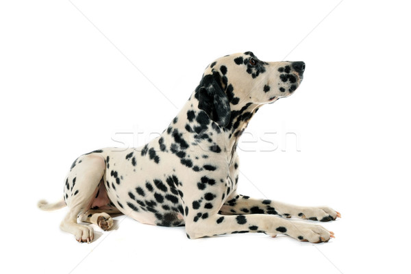 Dalmata ritratto giù bianco triste Foto d'archivio © cynoclub