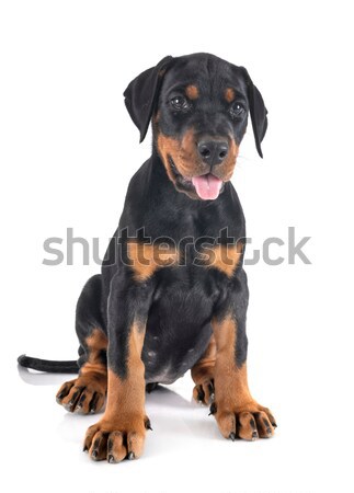 Rottweiler portre köpek yavrusu beyaz siyah Stok fotoğraf © cynoclub