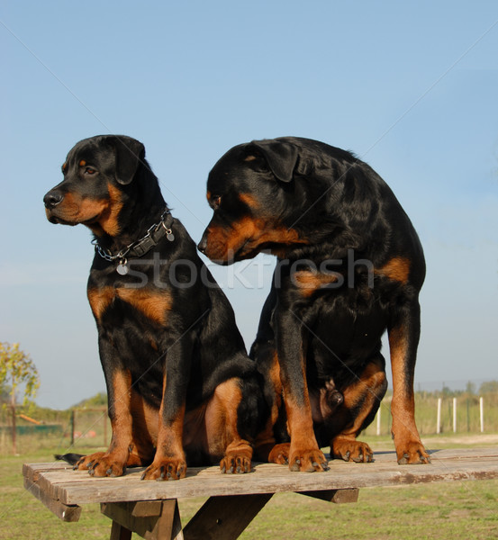 Zdjęcia stock: Dwa · szczeniak · dorosły · piękna · rottweiler