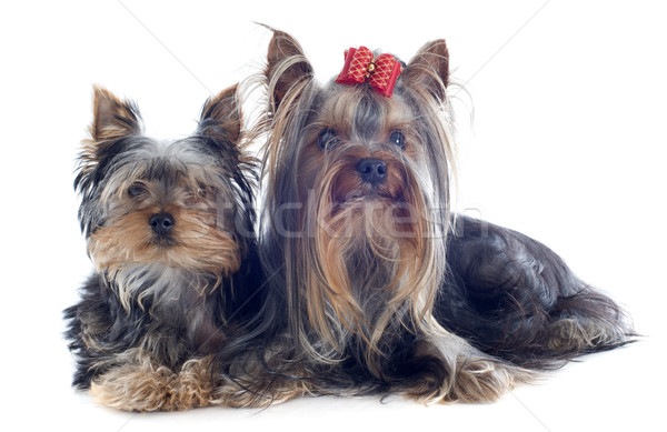 Yorkshire retrato cachorro adulto terrier Foto stock © cynoclub