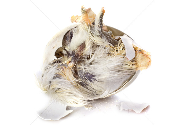  hatching Stock photo © cynoclub