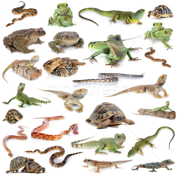 reptile and amphibian Stock photo © cynoclub