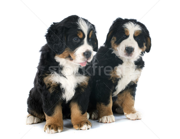 puppies bernese moutain dog Stock photo © cynoclub