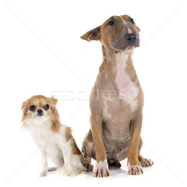 Stock photo: bull terrier and chihuahua