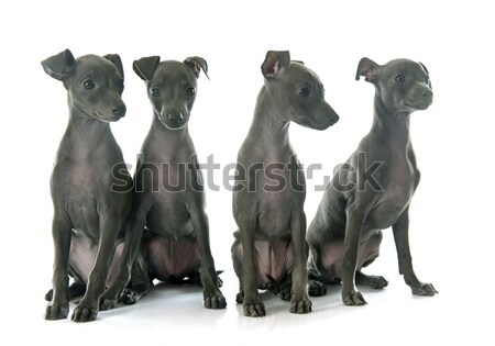 Foto stock: Filhotes · de · cachorro · italiano · galgo · branco · jovem · estúdio