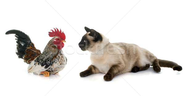 rooster and siamese cat Stock photo © cynoclub