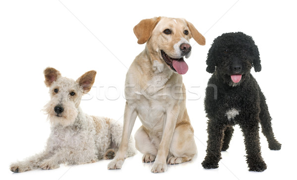 three purebred dogs Stock photo © cynoclub