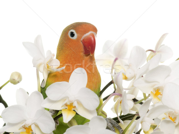 Jóvenes naranja rojo animales loro mascota Foto stock © cynoclub