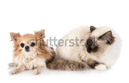 chow chow in studio Stock photo © cynoclub