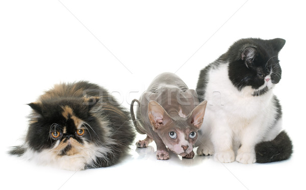 three purebred cats Stock photo © cynoclub