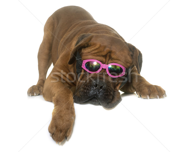 dogue de Bordeaux and glasses Stock photo © cynoclub