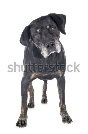 dutch shepherd barking Stock photo © cynoclub