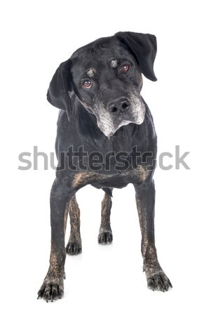 Foto stock: Holandés · pastor · blanco · dientes · mascota · Holanda