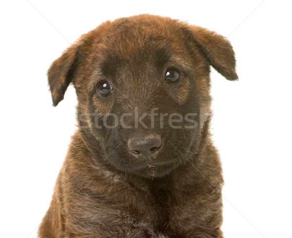 puppy belgian shepherd dog laekenois Stock photo © cynoclub