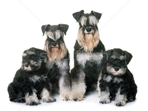 Stock foto: Miniatur · Schnauzer · Familie · weiß · Hund · Tier