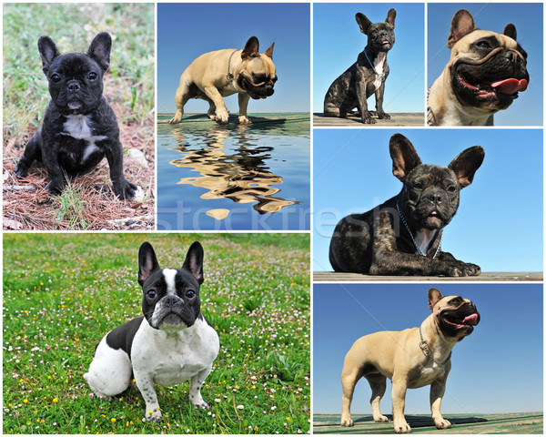 french bulldog  Stock photo © cynoclub