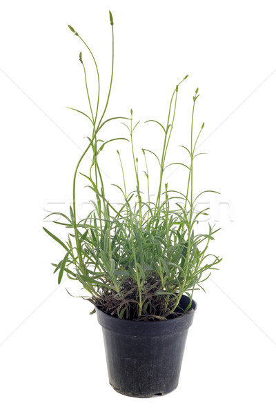 lavander in pot Stock photo © cynoclub