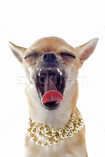 yawning chihuahua with pearl collar Stock photo © cynoclub