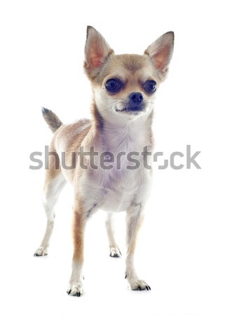 puppy chihuahua Stock photo © cynoclub