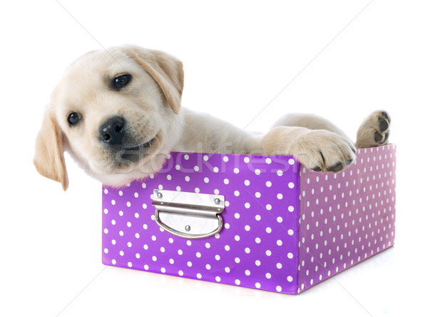 Puppy labrador retriever vak studio hond Stockfoto © cynoclub