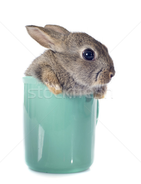 Stockfoto: Europese · konijn · theekopje · witte · baby · bunny