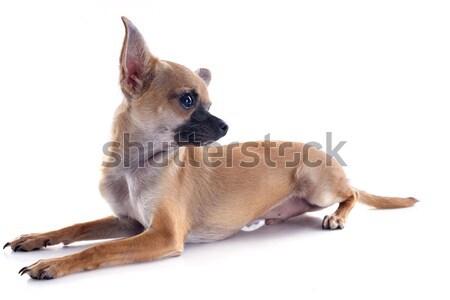 Foto stock: Adulto · cachorro · perro · estudio · jugando · mascota