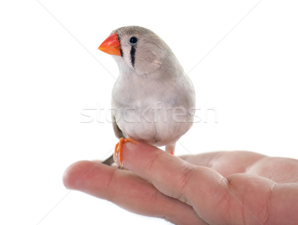 [[stock_photo]]: Homme · zèbre · animaux · studio · cage · fond · blanc