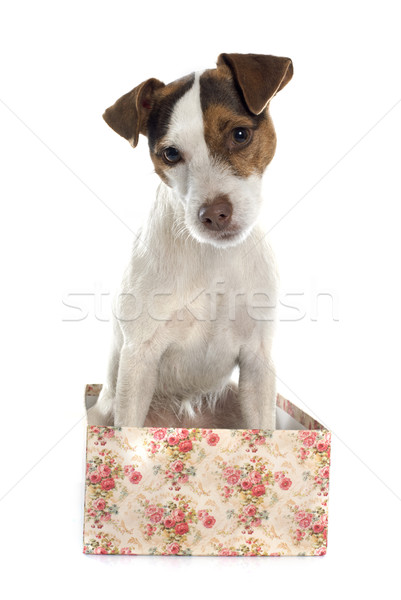 Terrier branco cão caixa estúdio jogar Foto stock © cynoclub