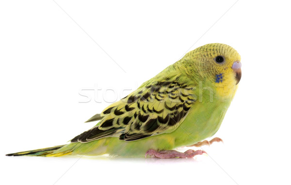 Jóvenes colorido aves animales estudio Chick Foto stock © cynoclub